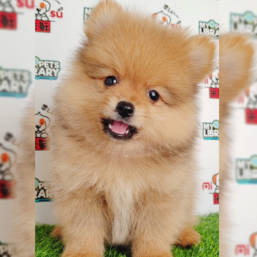 Pomeranian Puppy (Male) For Sale