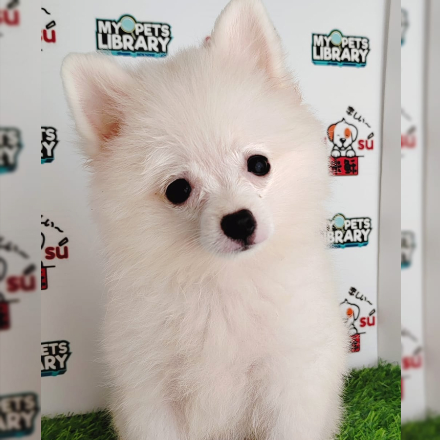 Pomeranian Puppy (Female) For Sale