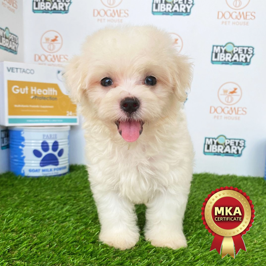 MKA Tiny Maltese Puppy (Male) For Sale