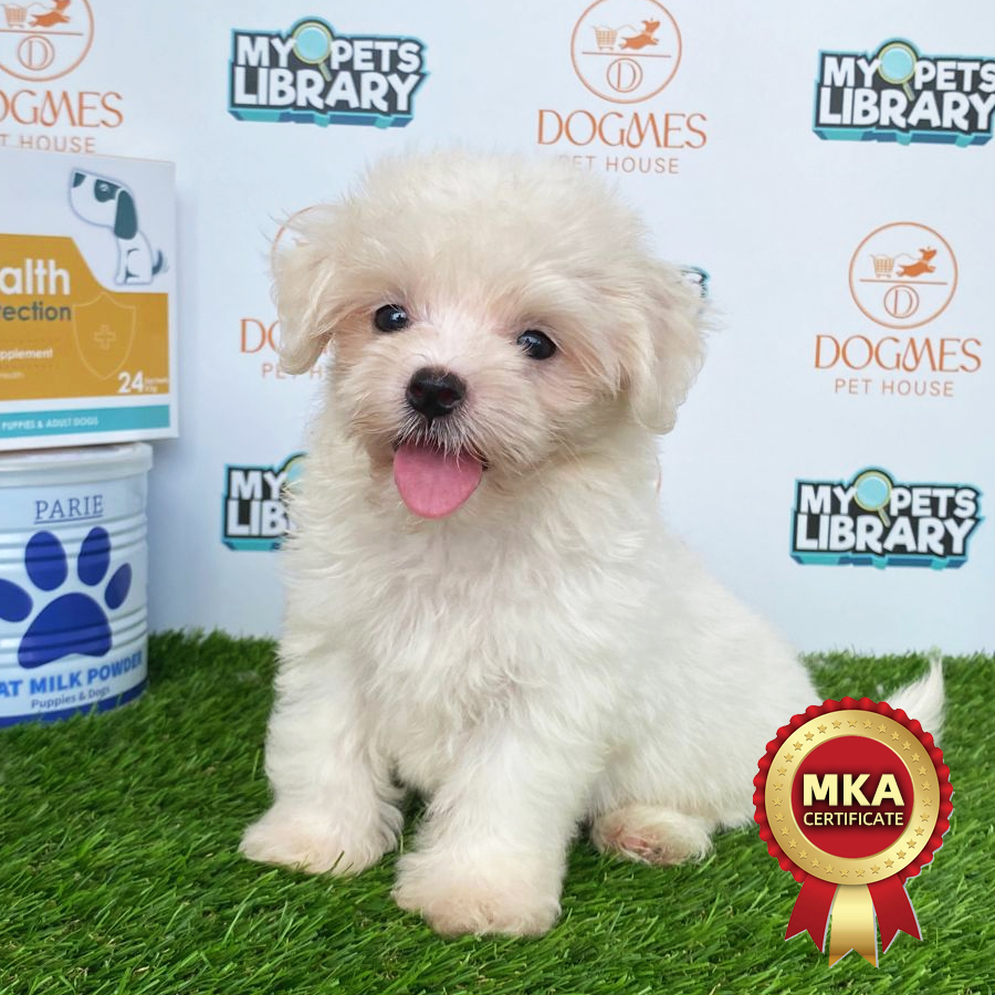 MKA Tiny Maltese Puppy (Male) For Sale