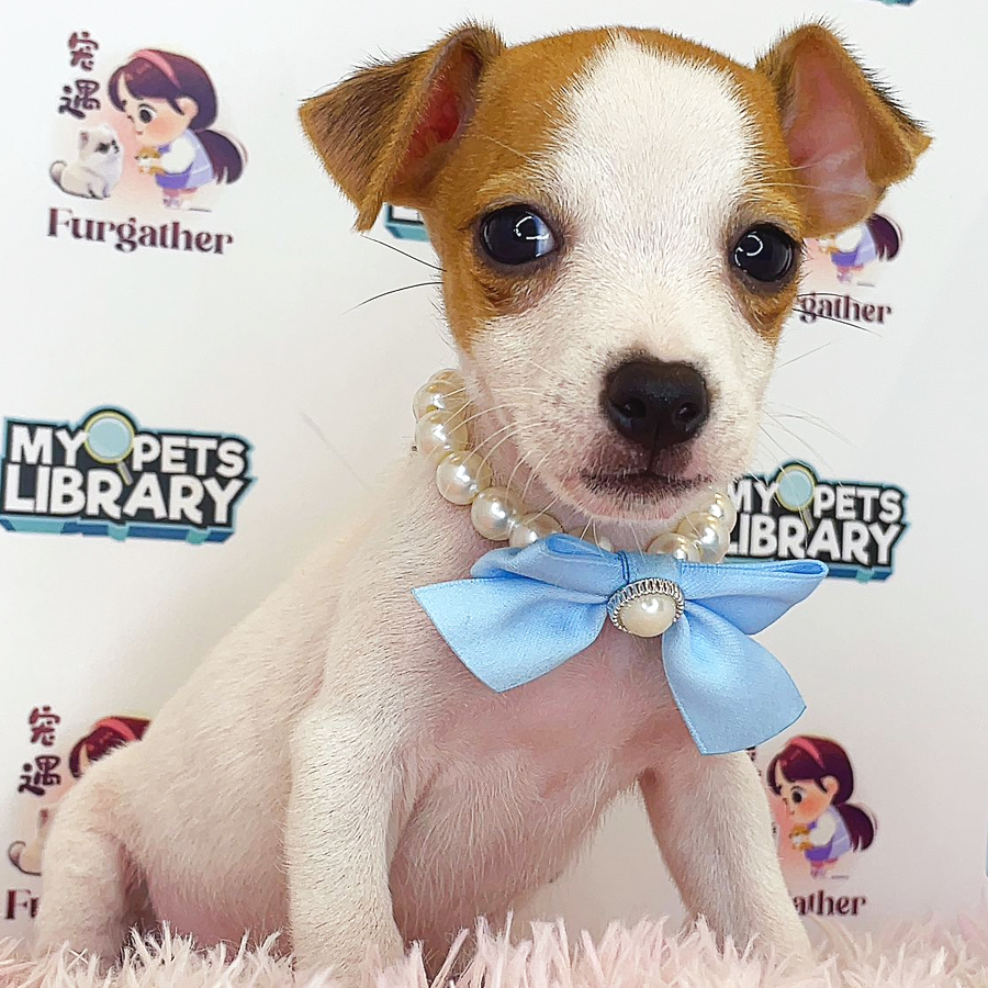 Jack Russell Puppy (Male) For Sale