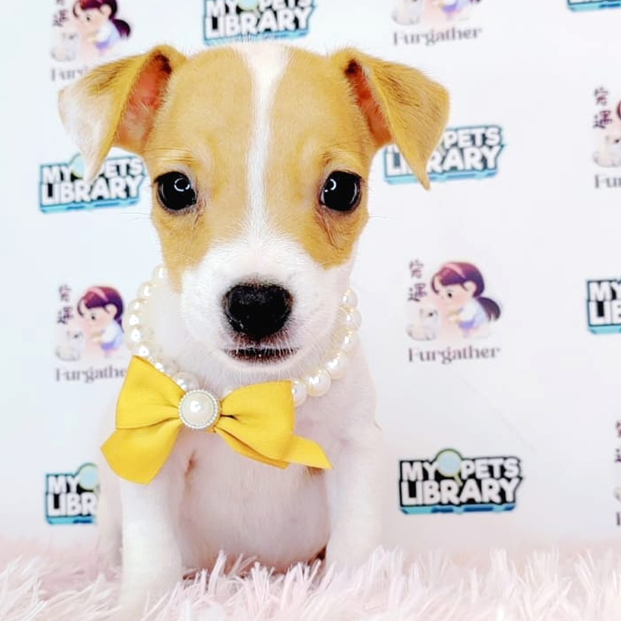 Jack Russell Puppy (Male) For Sale