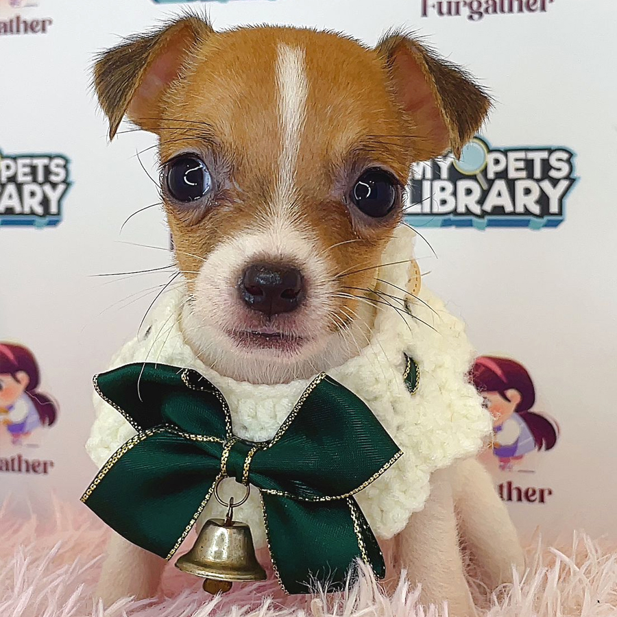 Jack Russell Puppy (Female) For Sale