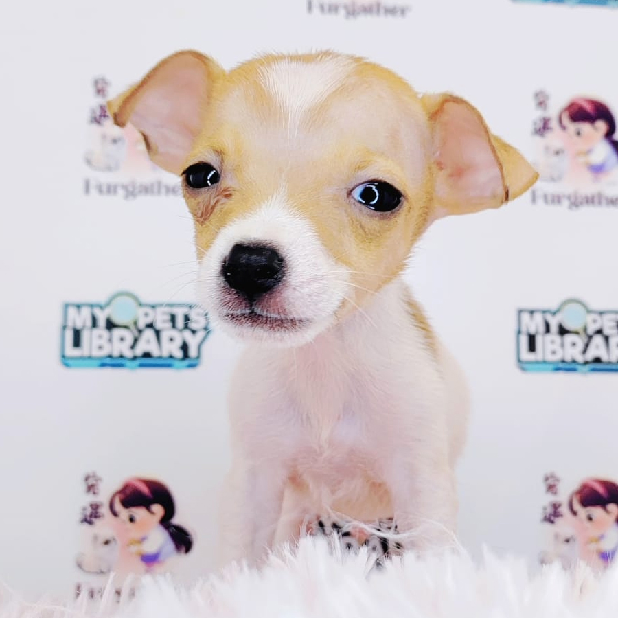 Jack Russell Puppy (Female) For Sale