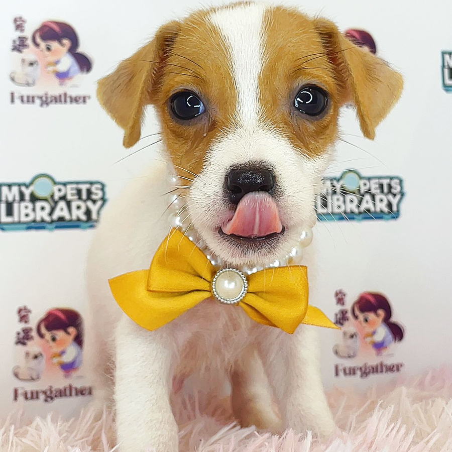 Jack Russell Puppy (Male) For Sale