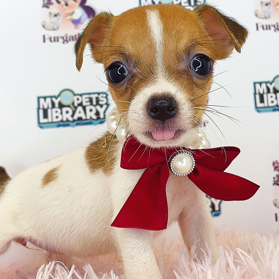 Jack Russell Puppy (Female) For Sale