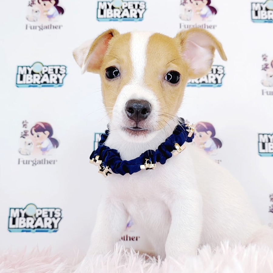 Jack Russell Puppy (Male) For Sale