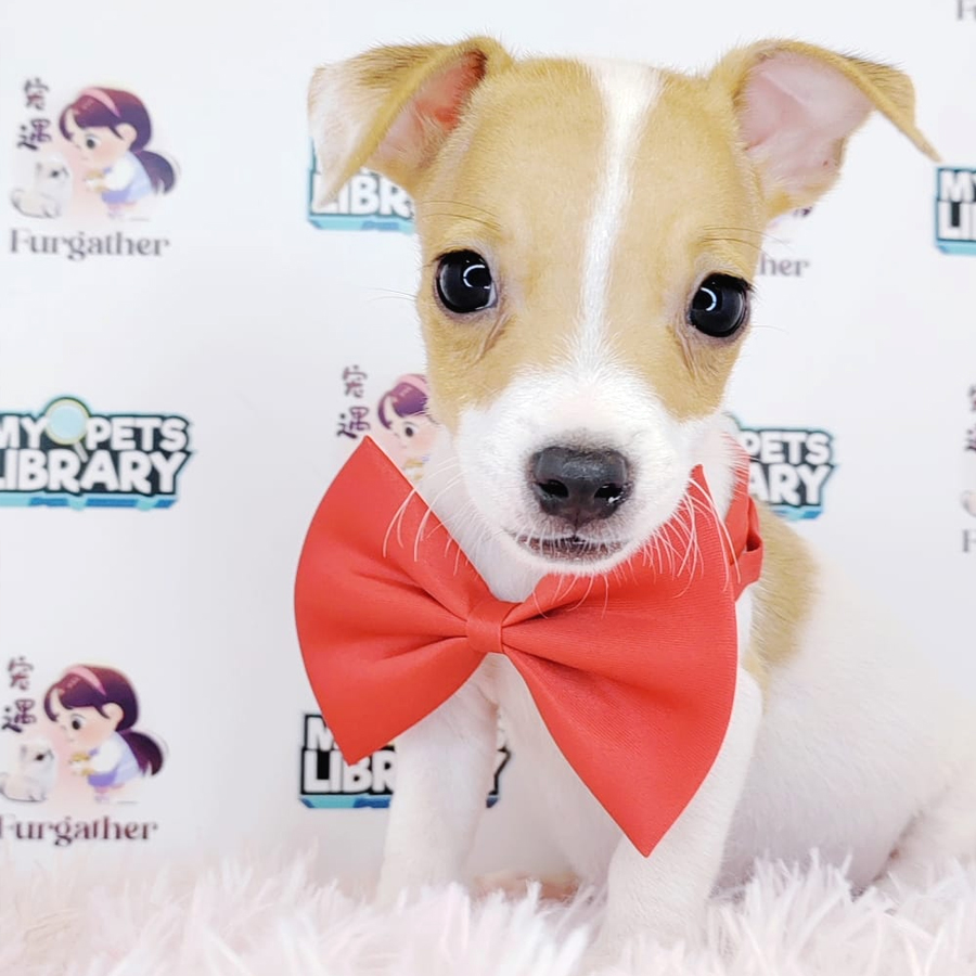 Jack Russell Puppy (Male) For Sale