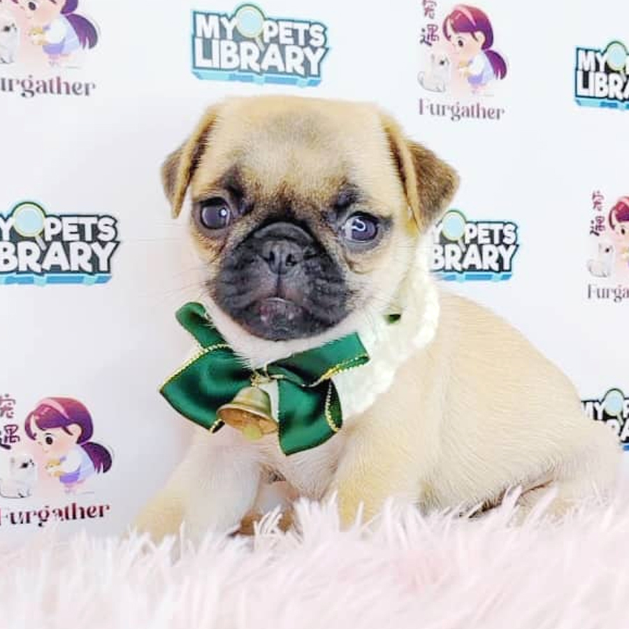Pug Puppy (Female) For Sale