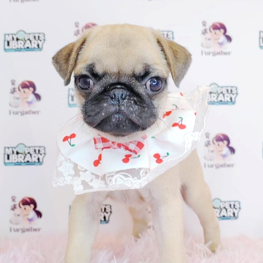 Pug Puppy (Male) For Sale