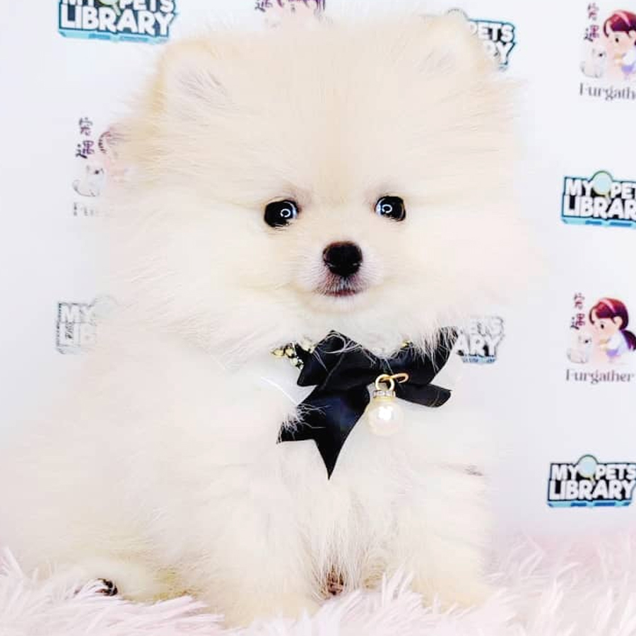 Pomeranian Puppy (Male) For Sale