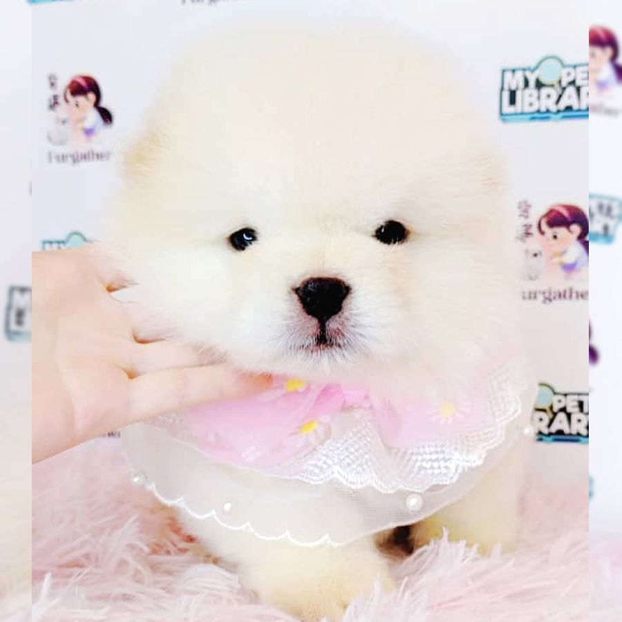 Chow Chow Puppy (Female) For Sale