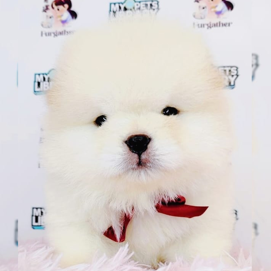 Chow Chow Puppy (Male) For Sale