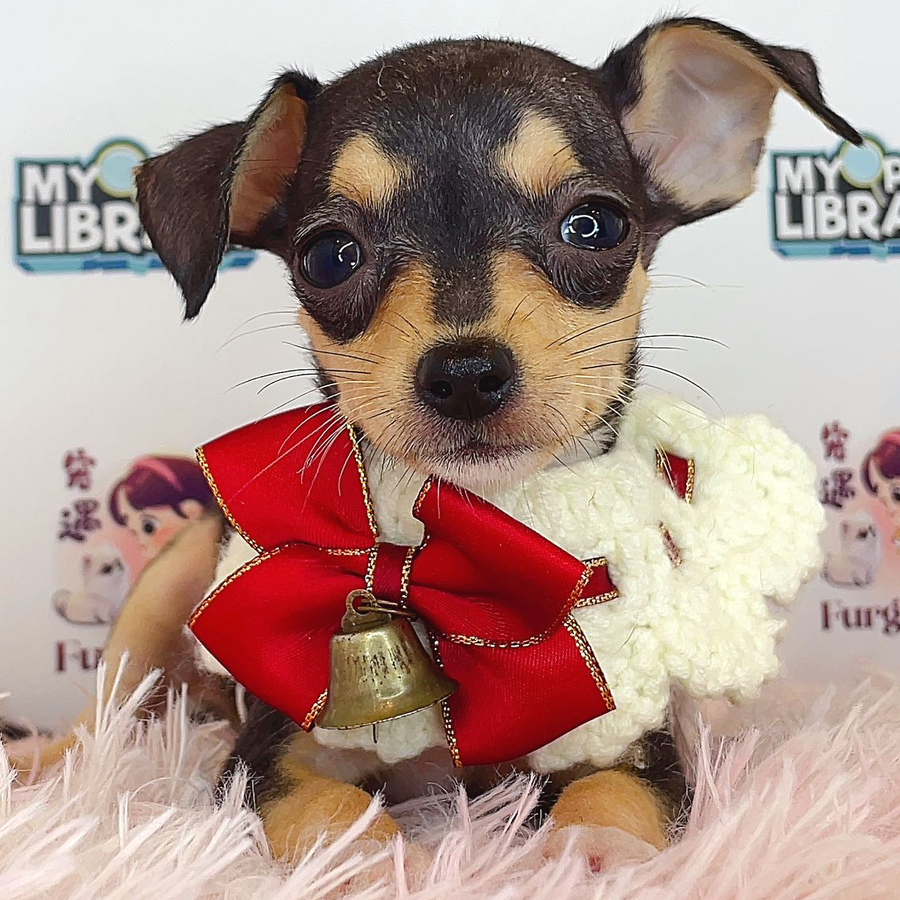 Chihuahua Puppy (Female) For Sale