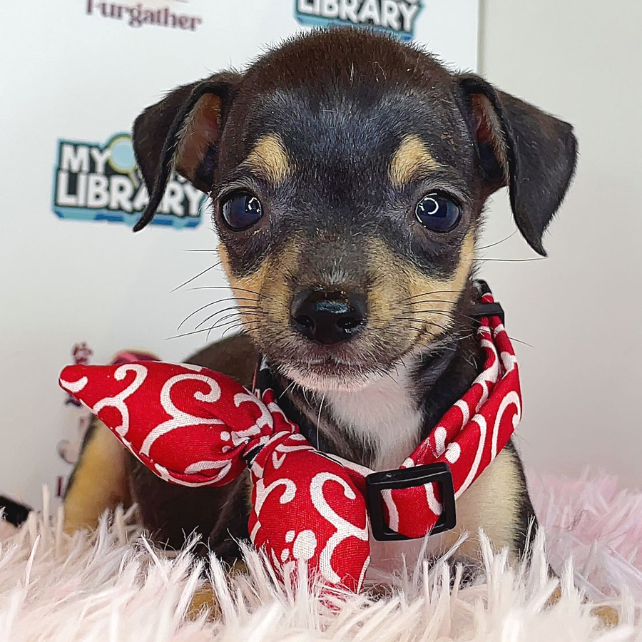 Chihuahua Puppy (Male) For Sale