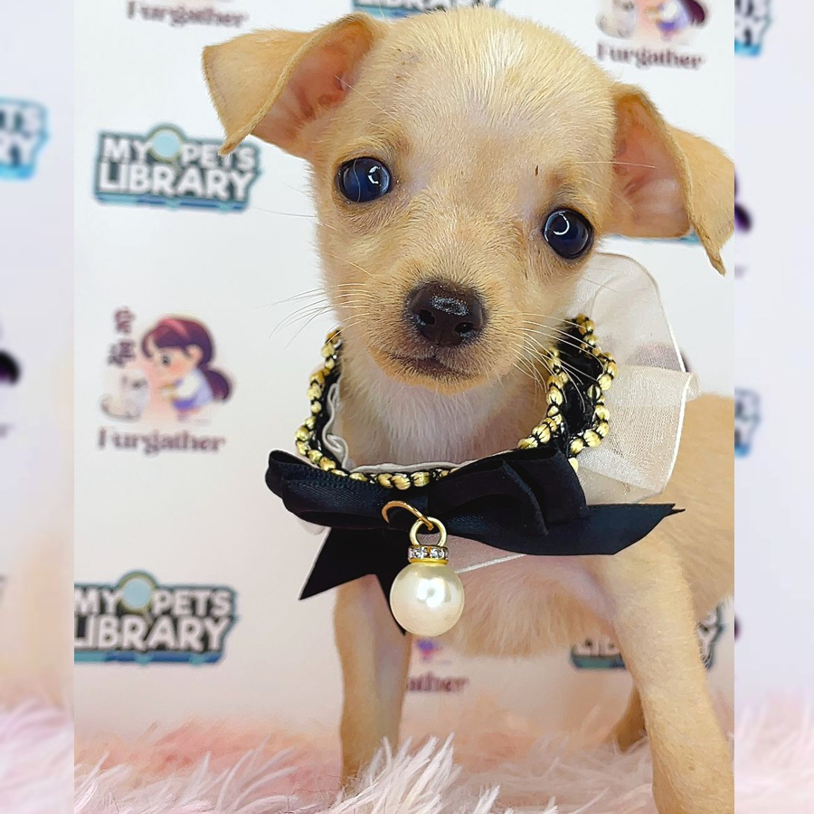 Chihuahua Puppy (Male) For Sale