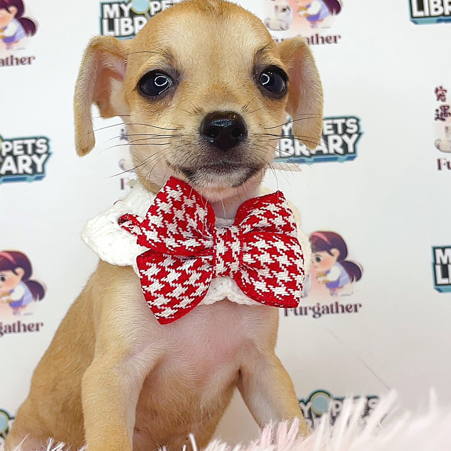 Pinscher Puppy (Male) For Sale