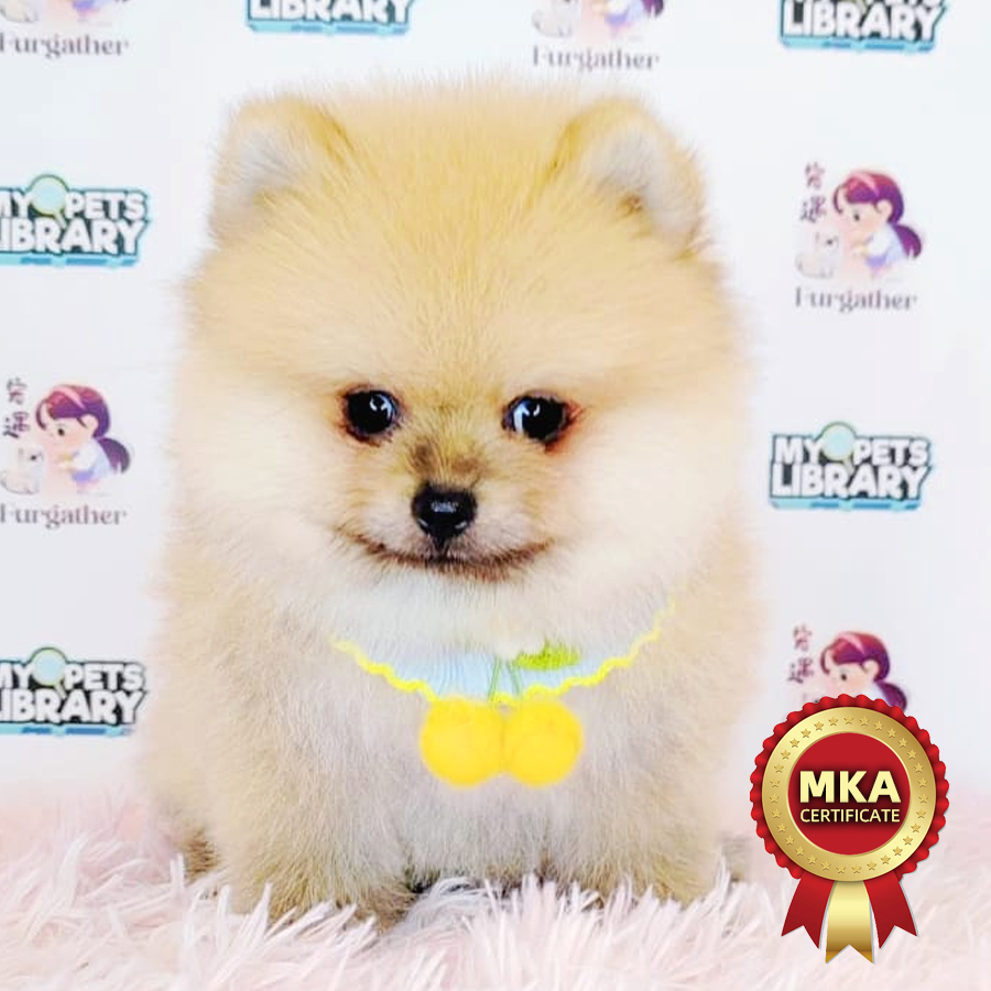 MKA Tiny Pomeranian Puppy (Male) For Sale