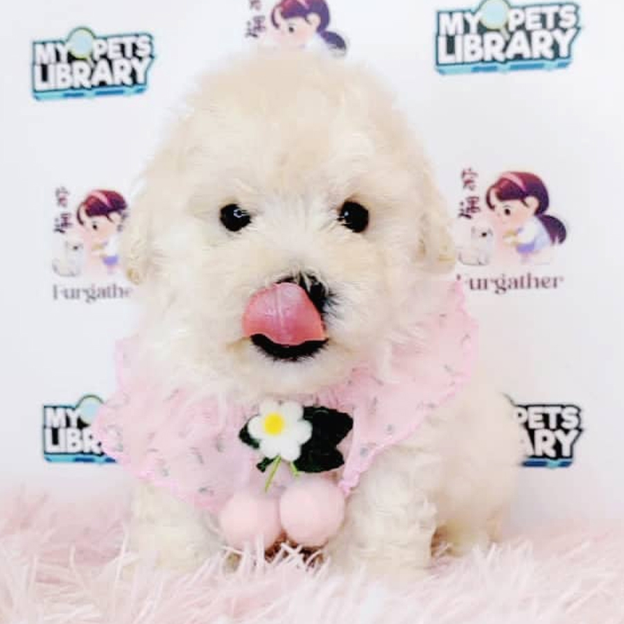 Toy Poodle Puppy (Male) For Sale