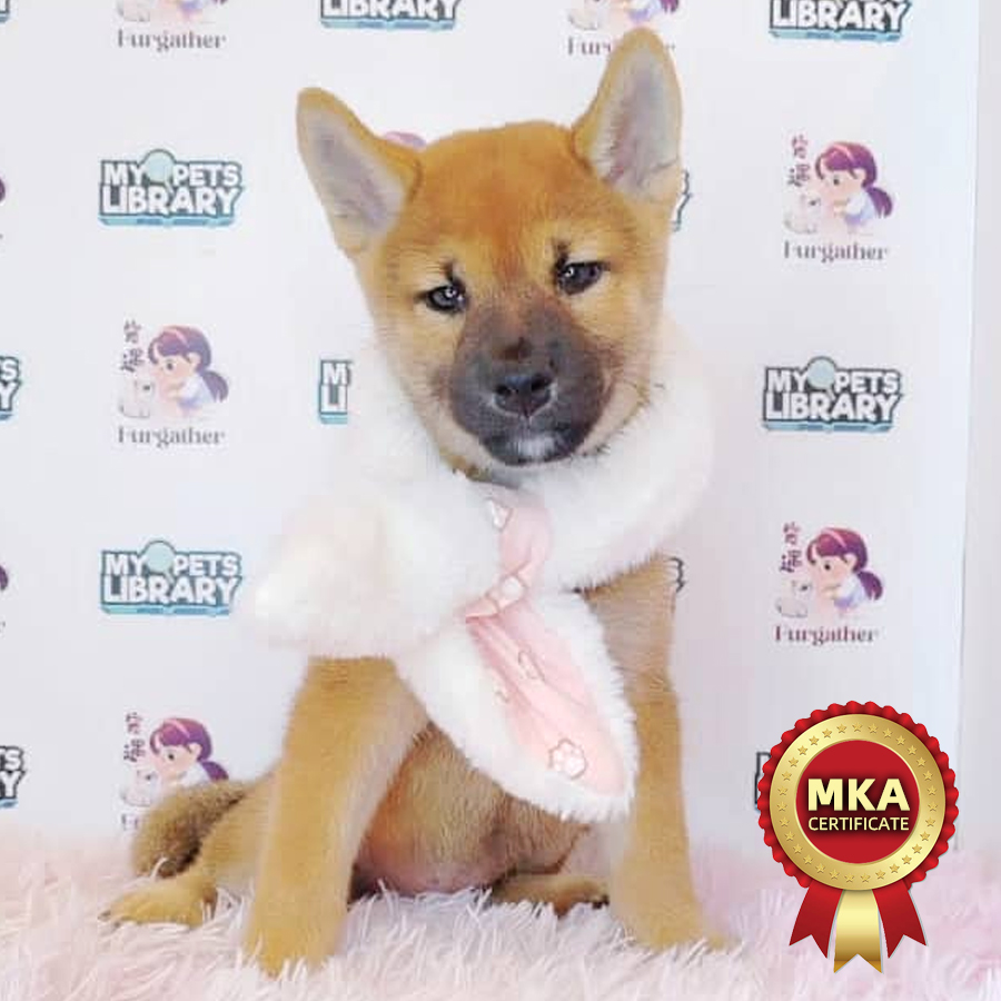 MKA Shiba Inu Puppy (Female) For Sale