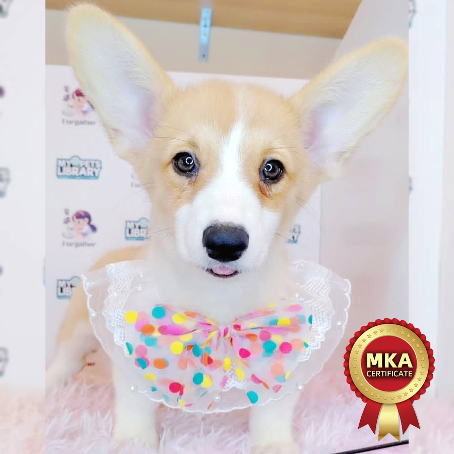 MKA Welsh Corgi Puppy (Female) For Sale