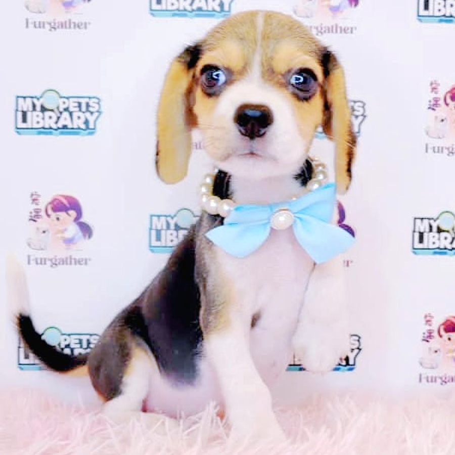Beagle Puppy (Female) For Sale