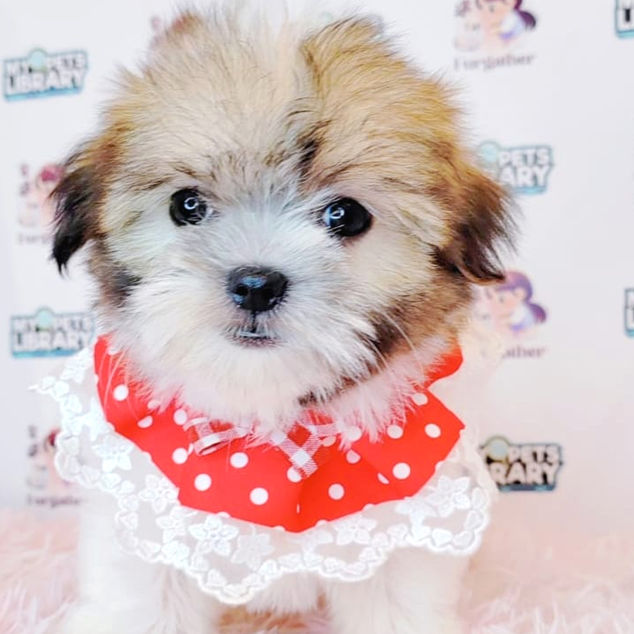 Shih Tzu Puppy (Female) For Sale
