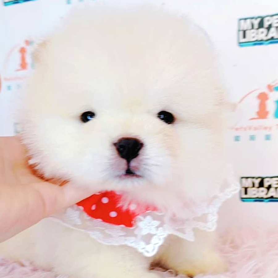 Chow Chow Puppy (Female) For Sale