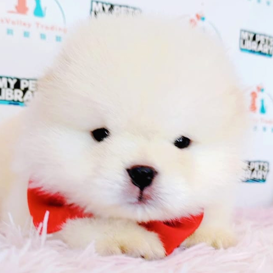 Chow Chow Puppy (Male) For Sale