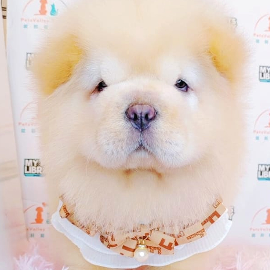 Chow Chow Puppy (Male) For Sale
