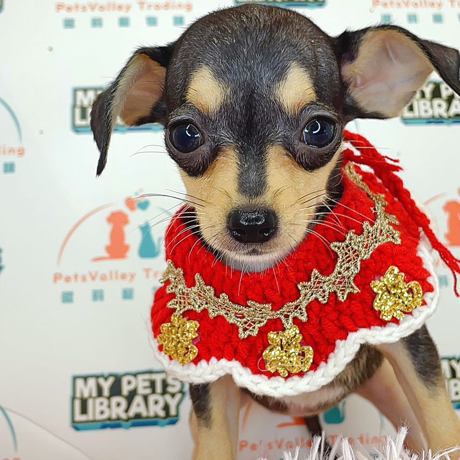 Chihuahua Puppy (Female) For Sale