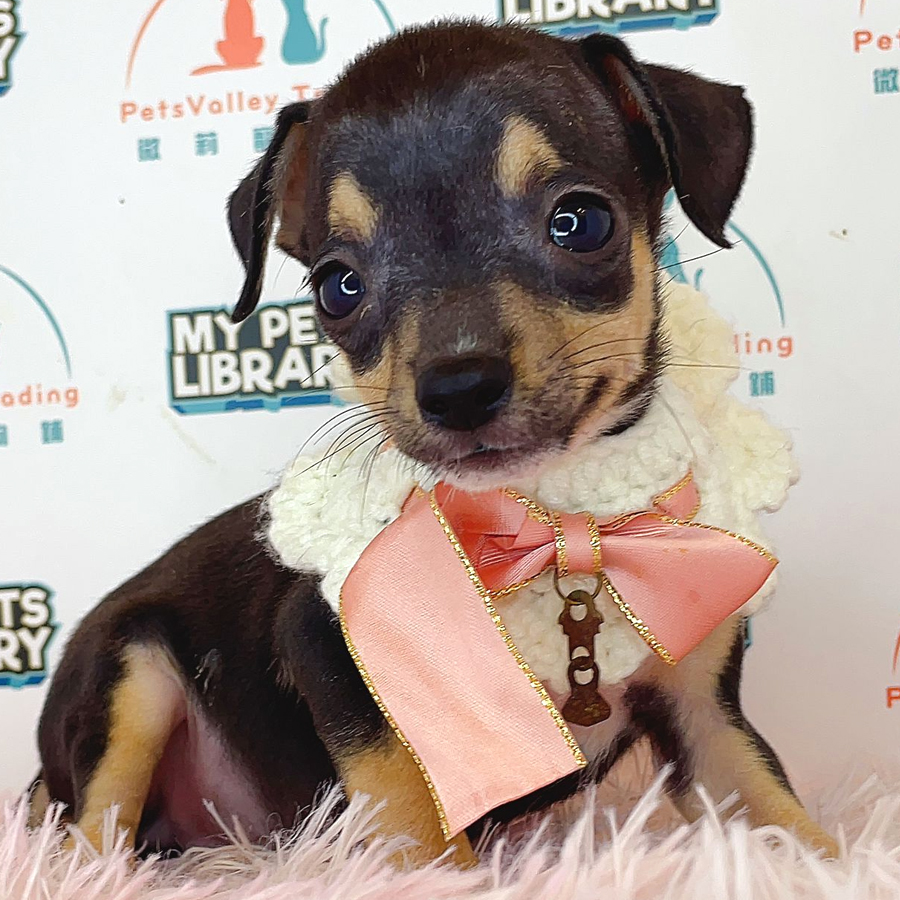 Chihuahua Puppy (Male) For Sale
