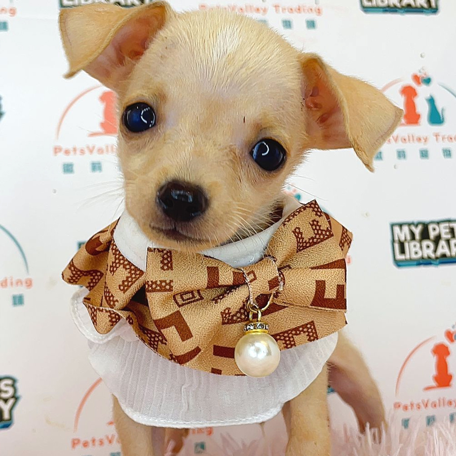 Chihuahua Puppy (Male) For Sale