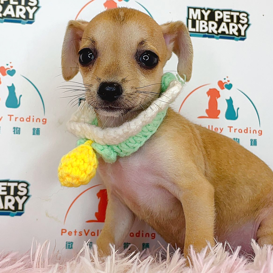 Pinscher Puppy (Male) For Sale