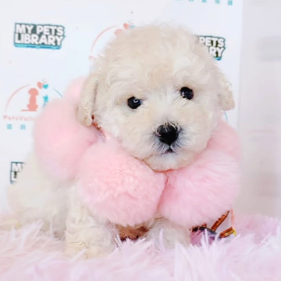 Tiny Poodle Puppy (Male) For Sale