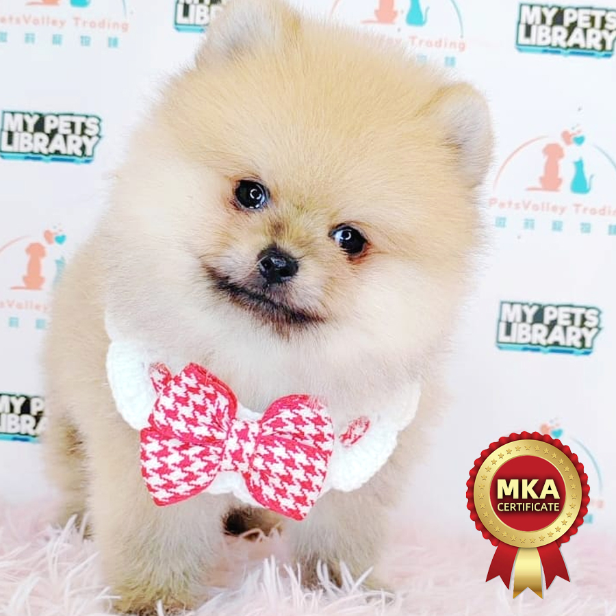 MKA Tiny Pomeranian Puppy (Male) For Sale