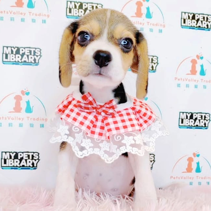 Beagle Puppy (Female) For Sale