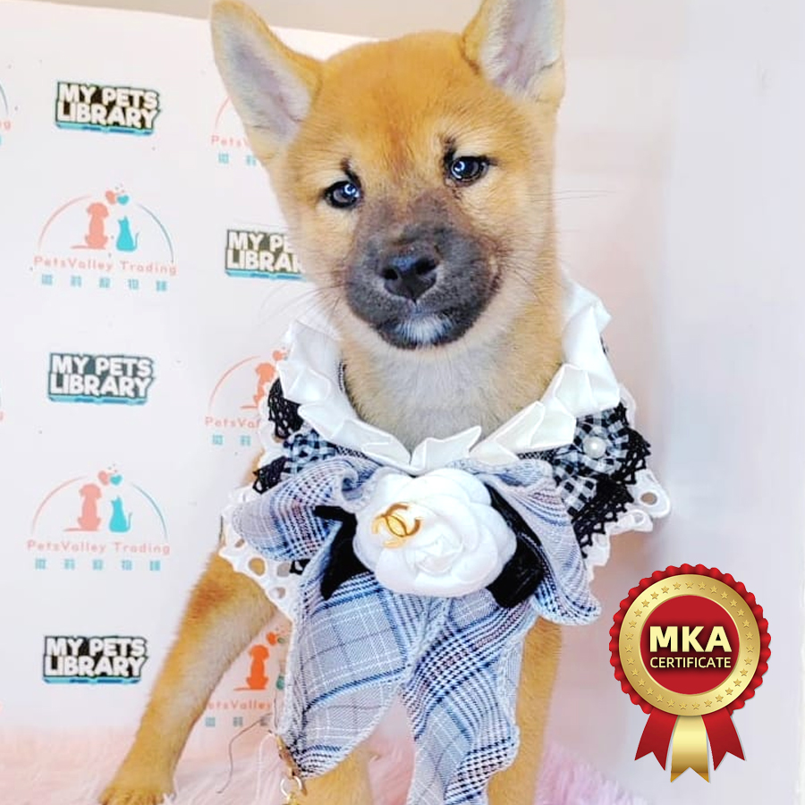 MKA Shiba Inu Puppy (Female) For Sale