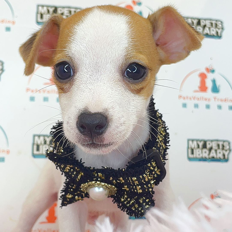 Jack Russell Puppy (Male) For Sale