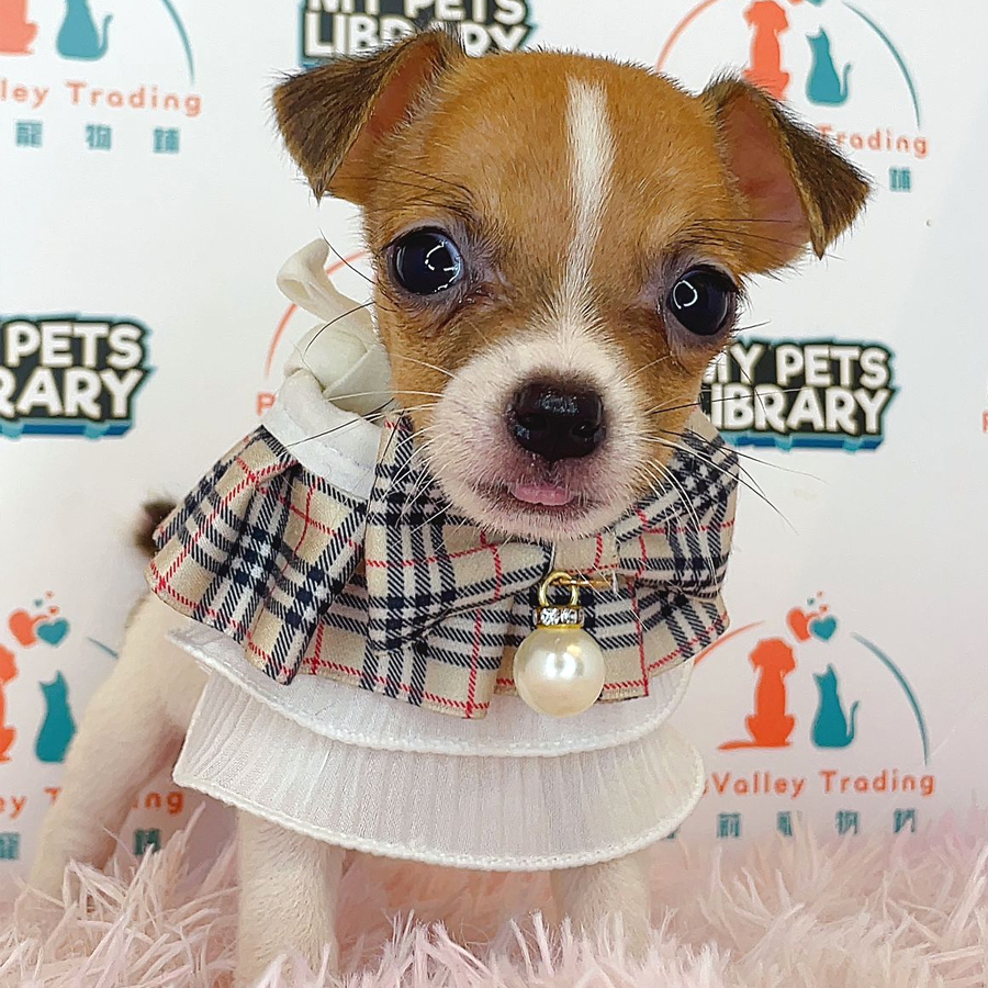 Jack Russell Puppy (Female) For Sale
