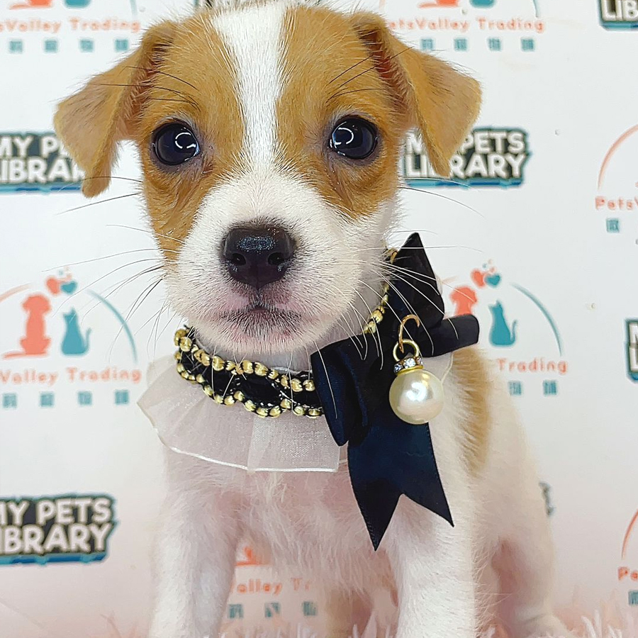 Jack Russell Puppy (Male) For Sale