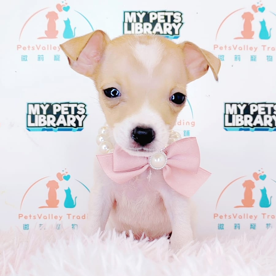 Jack Russell Puppy (Female) For Sale