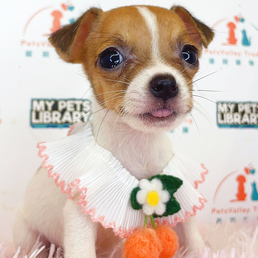 Jack Russell Puppy (Female) For Sale