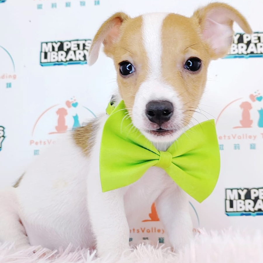 Jack Russell Puppy (Male) For Sale