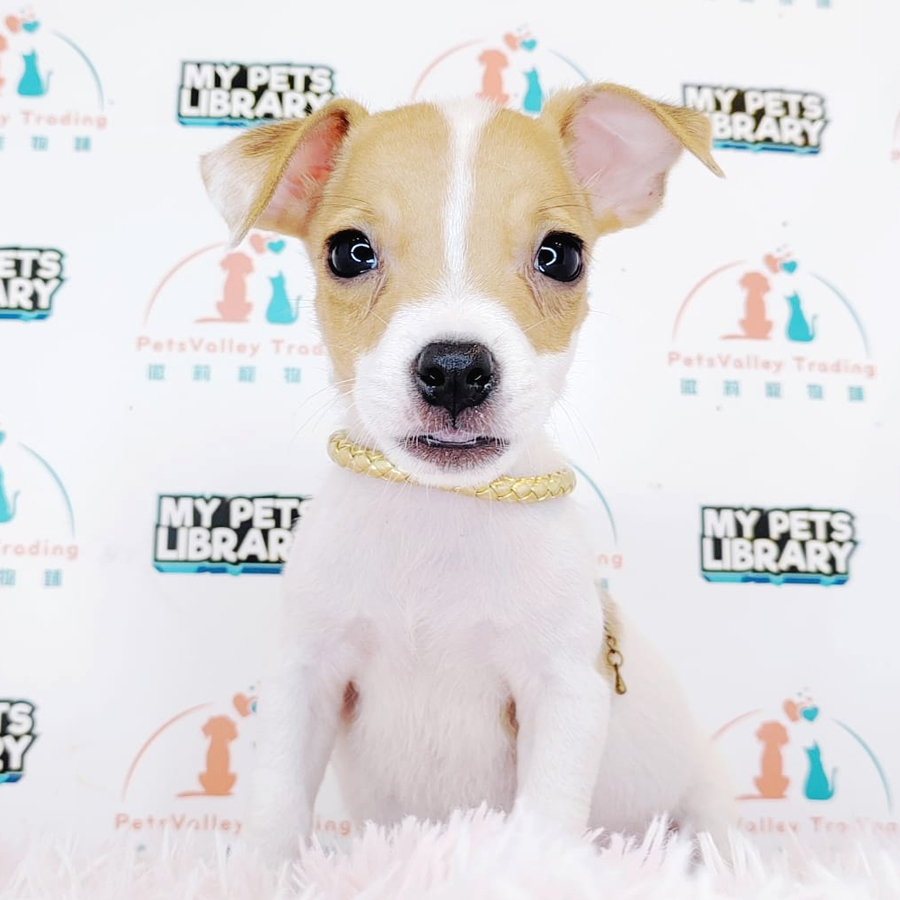 Jack Russell Puppy (Female) For Sale