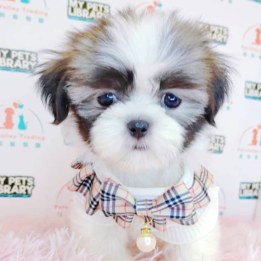 Shih Tzu Puppy (Female) For Sale