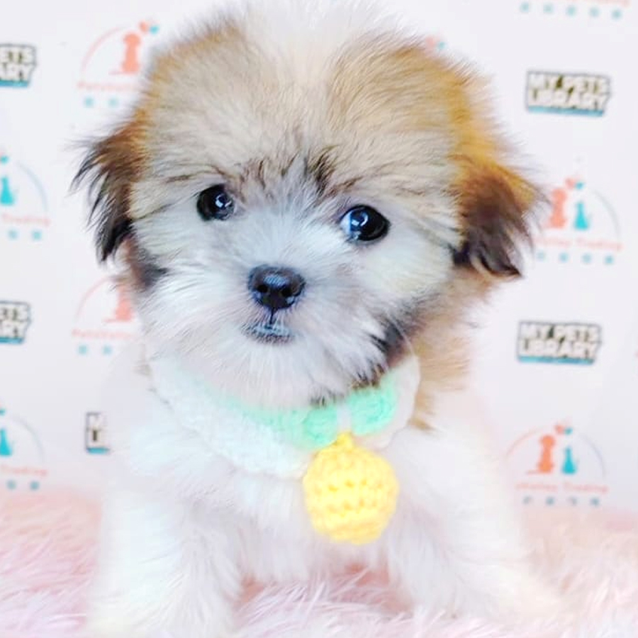 Shih Tzu Puppy (Female) For Sale