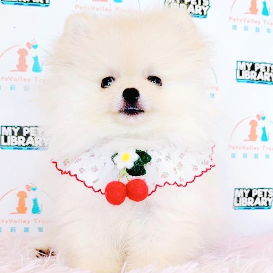 Pomeranian Puppy (Male) For Sale