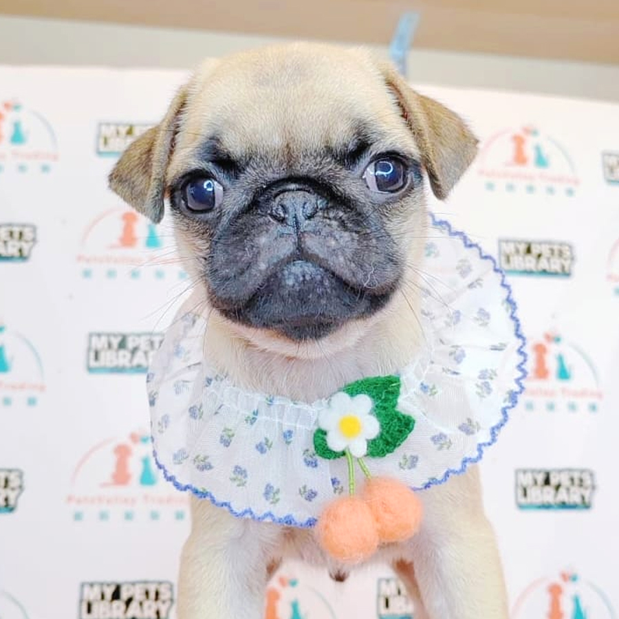 Pug Puppy (Male) For Sale