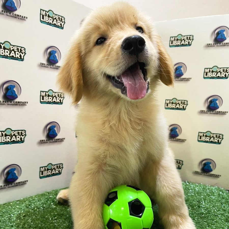 Golden Retriever Puppy (Male) For Sale